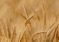 Obaveštenje o naturalnoj razmeni pšenice i kukuruza