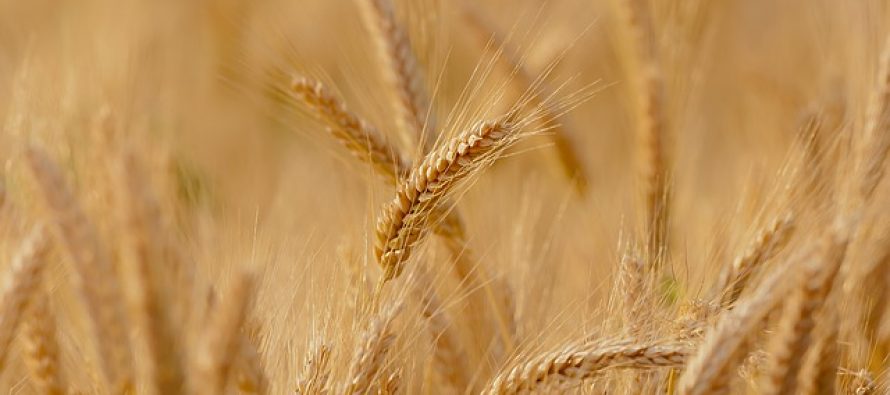 Obaveštenje o naturalnoj razmeni pšenice i kukuruza