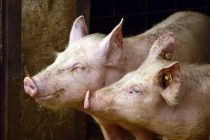 Stručnjaci udružuju snage kako bi sprečili ulazak afričke kuge svinja na Balkan