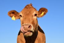 Srbija dobila status zanemarljivog rizika na „bolest ludih krava“
