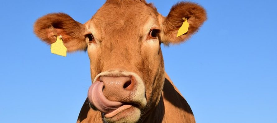 Srbija dobila status zanemarljivog rizika na „bolest ludih krava“
