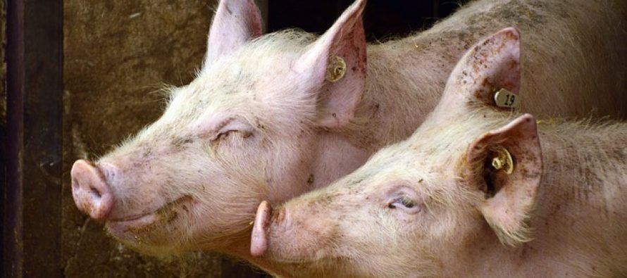 Brojevi za prijave uginuća ili sumnje na bolest afrička kuga svinja
